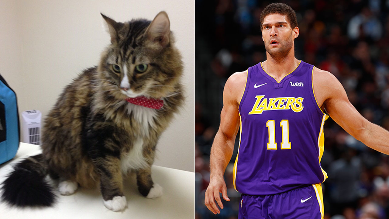 Lakers cat jersey Clearance