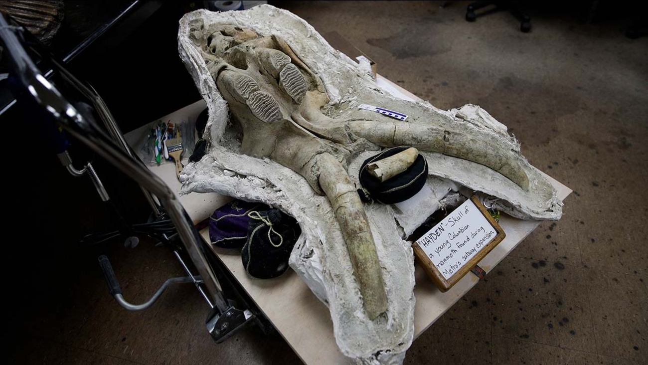 Los Angeles subway work uncovers array of Ice Age fossils ABC30 Fresno