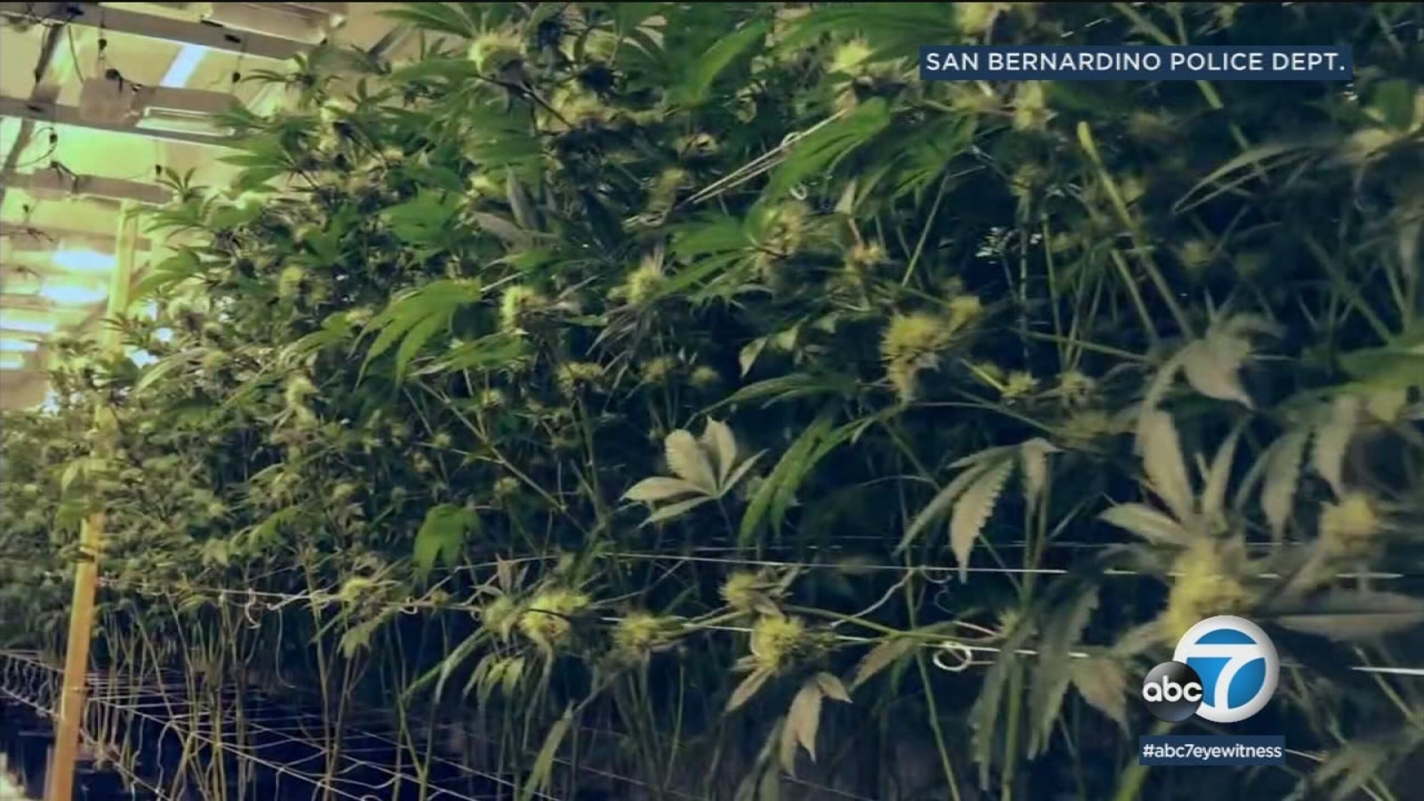 San Bernardino marijuana grow could be largest discovered in city ...