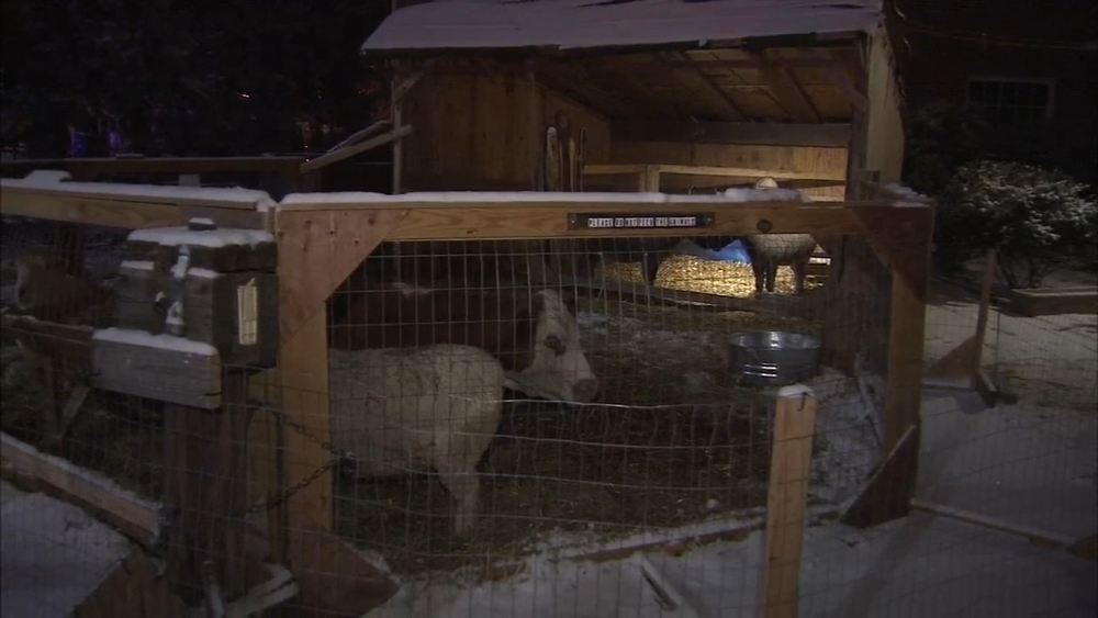 Cow back at church after I-95 journey