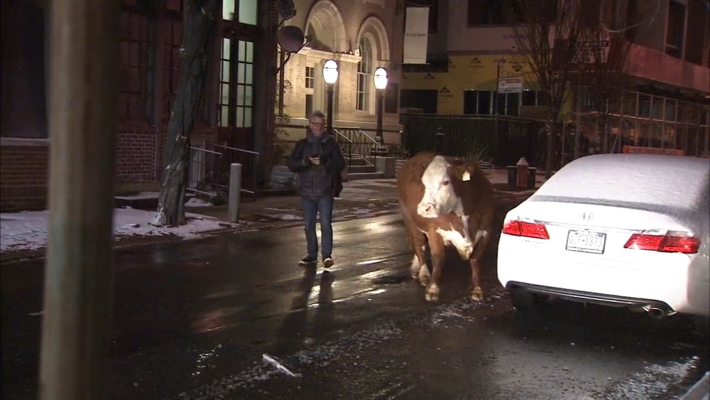 Cow gets loose again in Old City