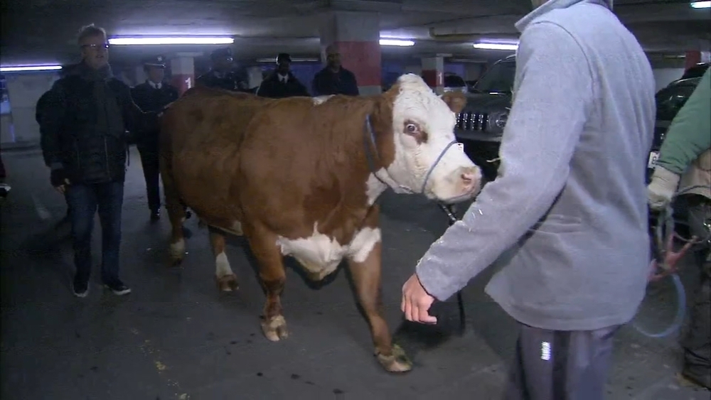 'Stormy the Cow' captured in parking garage