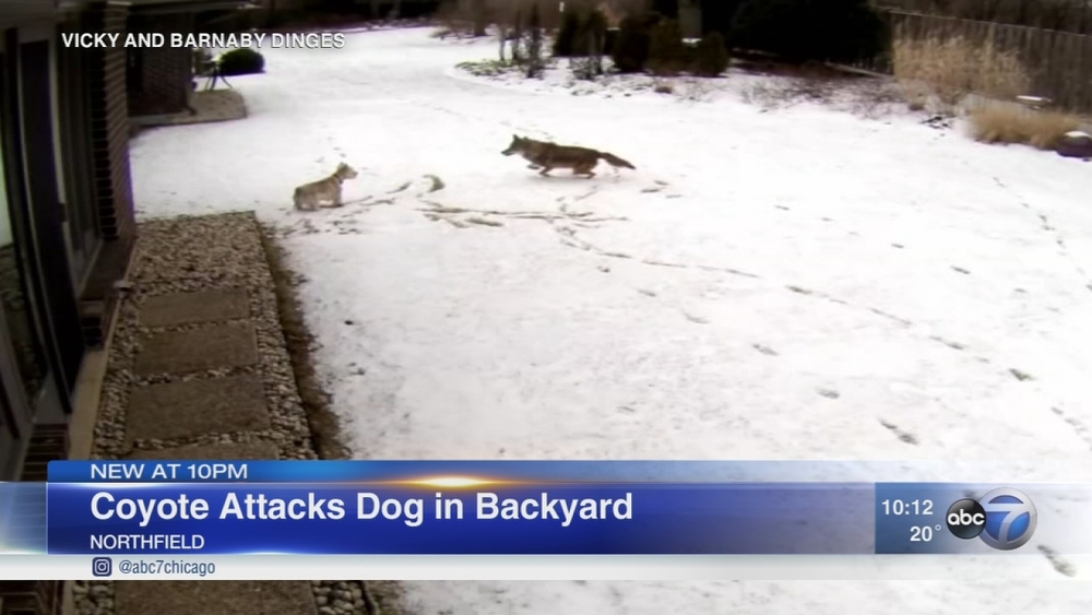 Coyote attacks dog in Northfield
