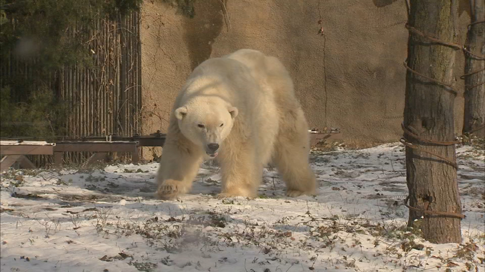Coldilocks, oldest polar bear in US, celebrates 37th birthday at