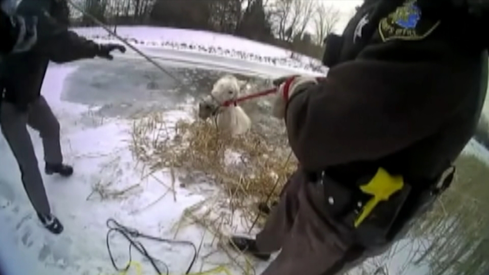 Firefighters, police rescue horse from icy pond