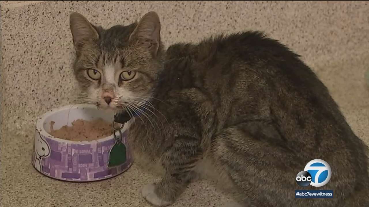 Georgia family's missing cat found in Riverside County