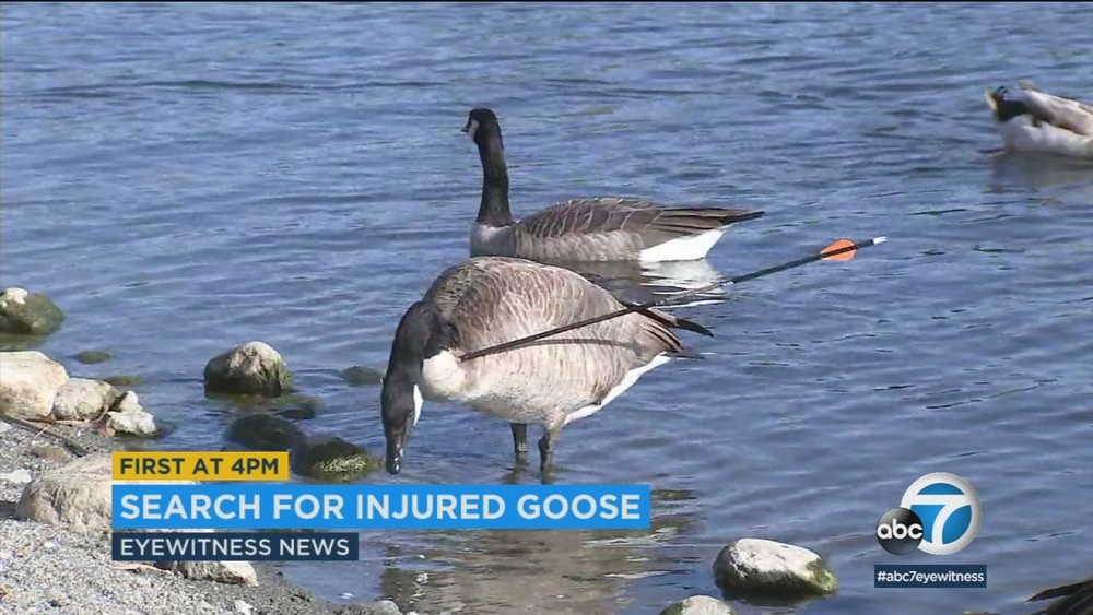 Goose wounded by arrow at San Dimas park