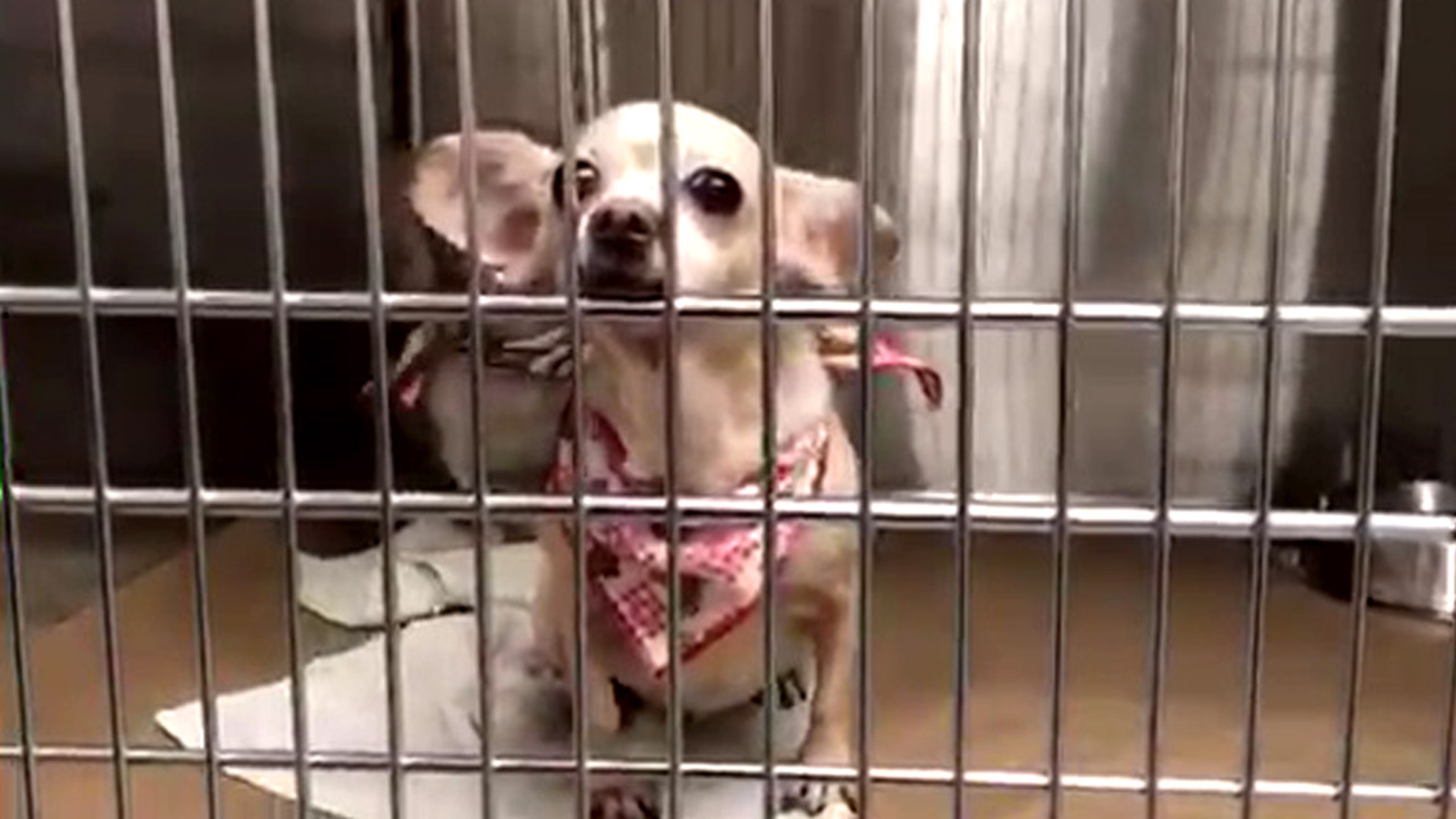 130 dogs rescued from Puerto Rico flown to Westhampton, Long Island to