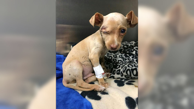 Neglected, abused dog found with mouth taped shut inside trash bag in ...