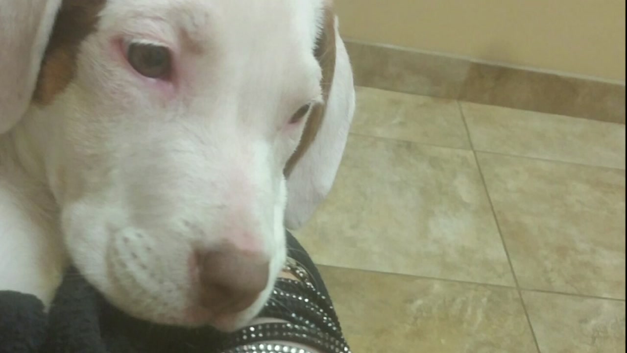 Suspect on the run after dog stabbed to death in Humble
