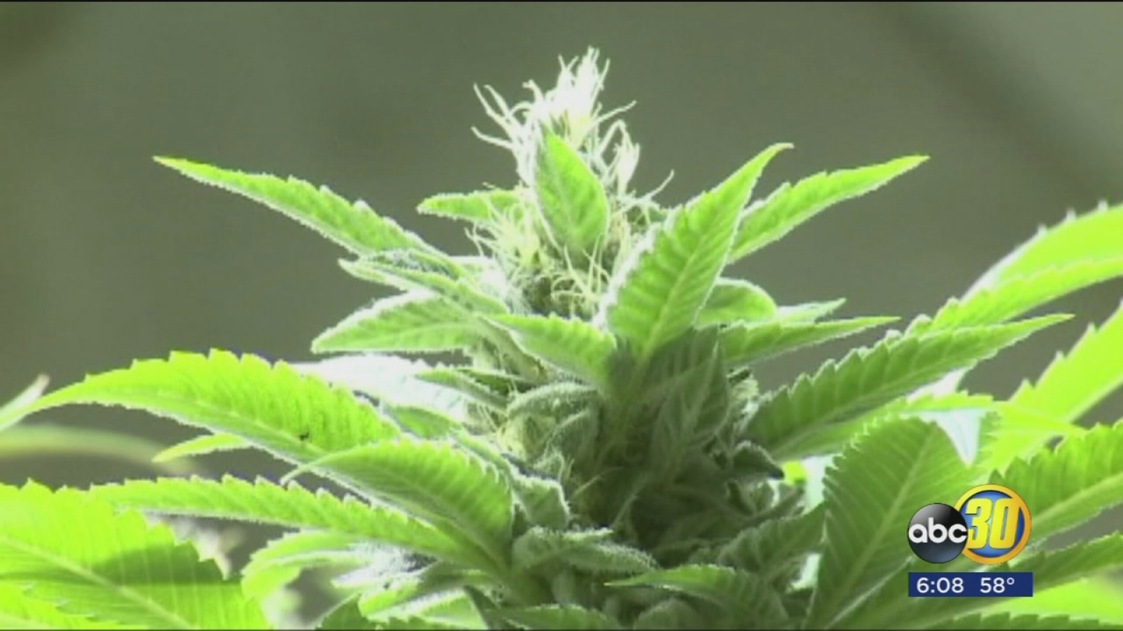 California prepares for sale of recreational marijuana ABC30 Fresno