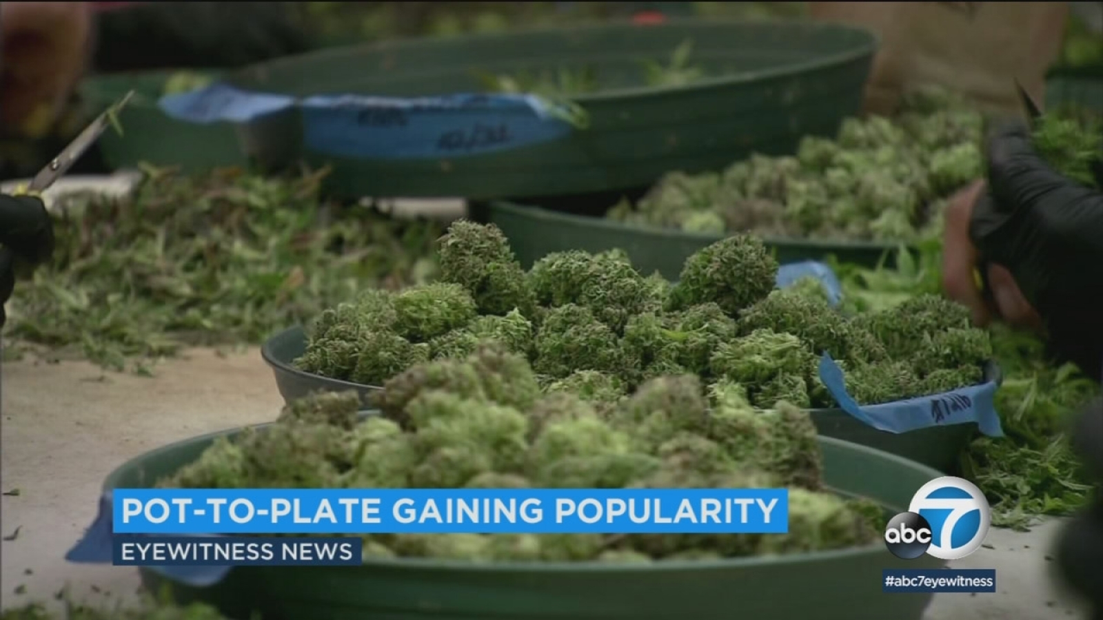 Pottoplate trend coming soon as marijuana legal in CA ABC7