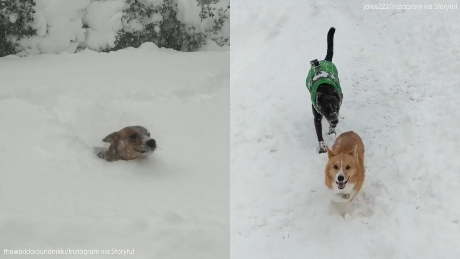 Dogs play in record snowfall in Erie, Pennsylvania ABC7 San Francisco