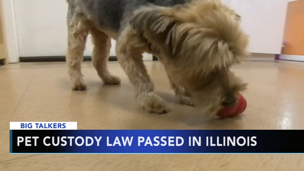 Pet custody law passed in Illinois