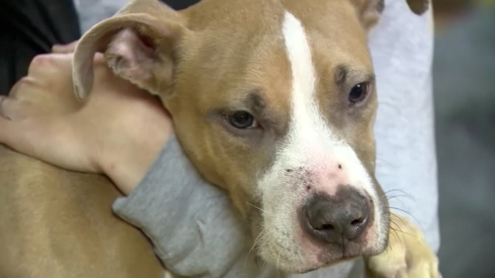 Starving, freezing dog rescued by homeless group ABC13 Houston