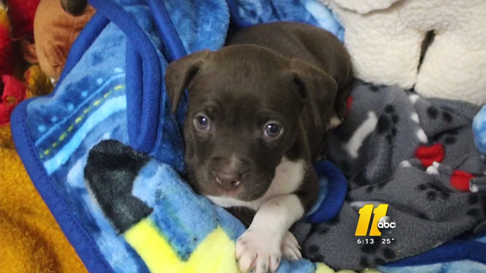 SPCA of Wake County rescues puppy abandoned in freezing temps ABC11