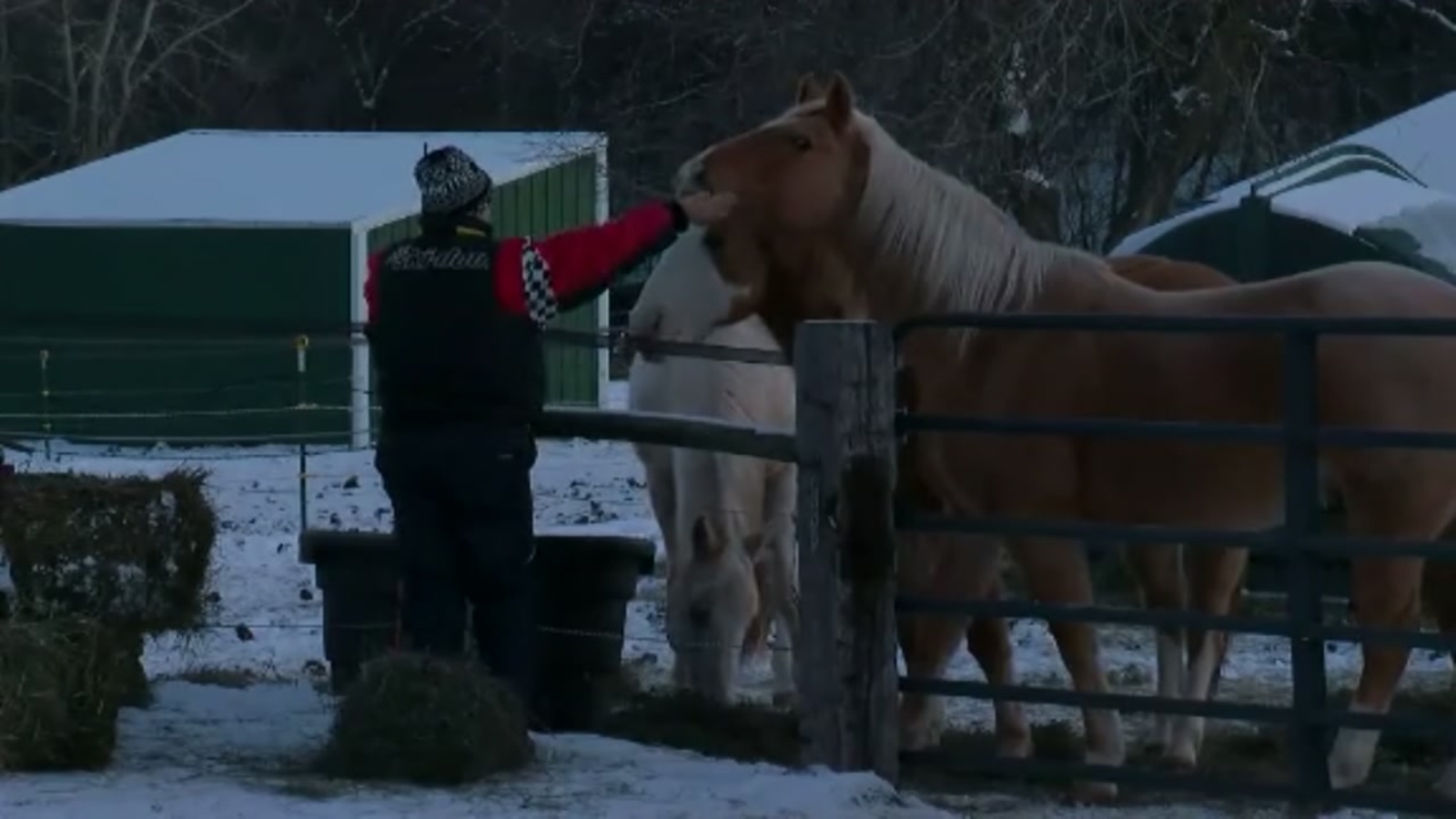 Community rallying after dozens of animals killed in barn fire ABC13