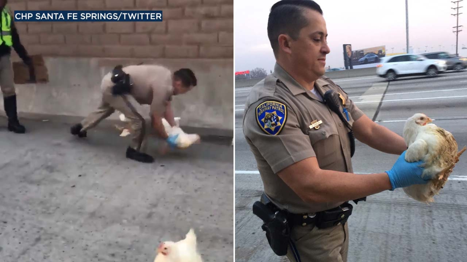 Chickens run loose on 605 Freeway in Downey area ABC7 Los Angeles