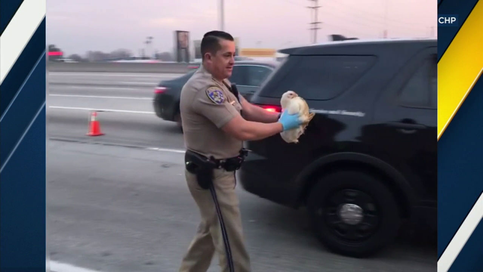 Chickens run loose on 605 Freeway in Downey area ABC7 San Francisco