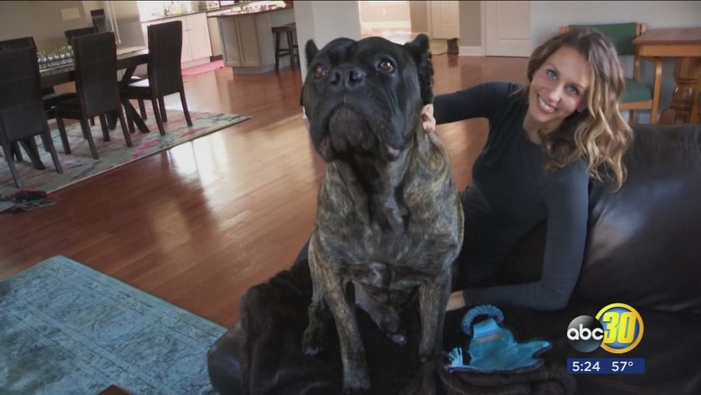 Dogs' influence when buying a home