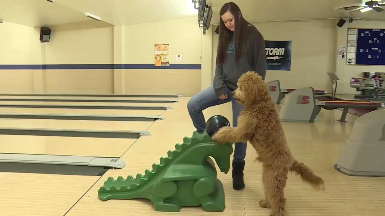Dog goes bowling