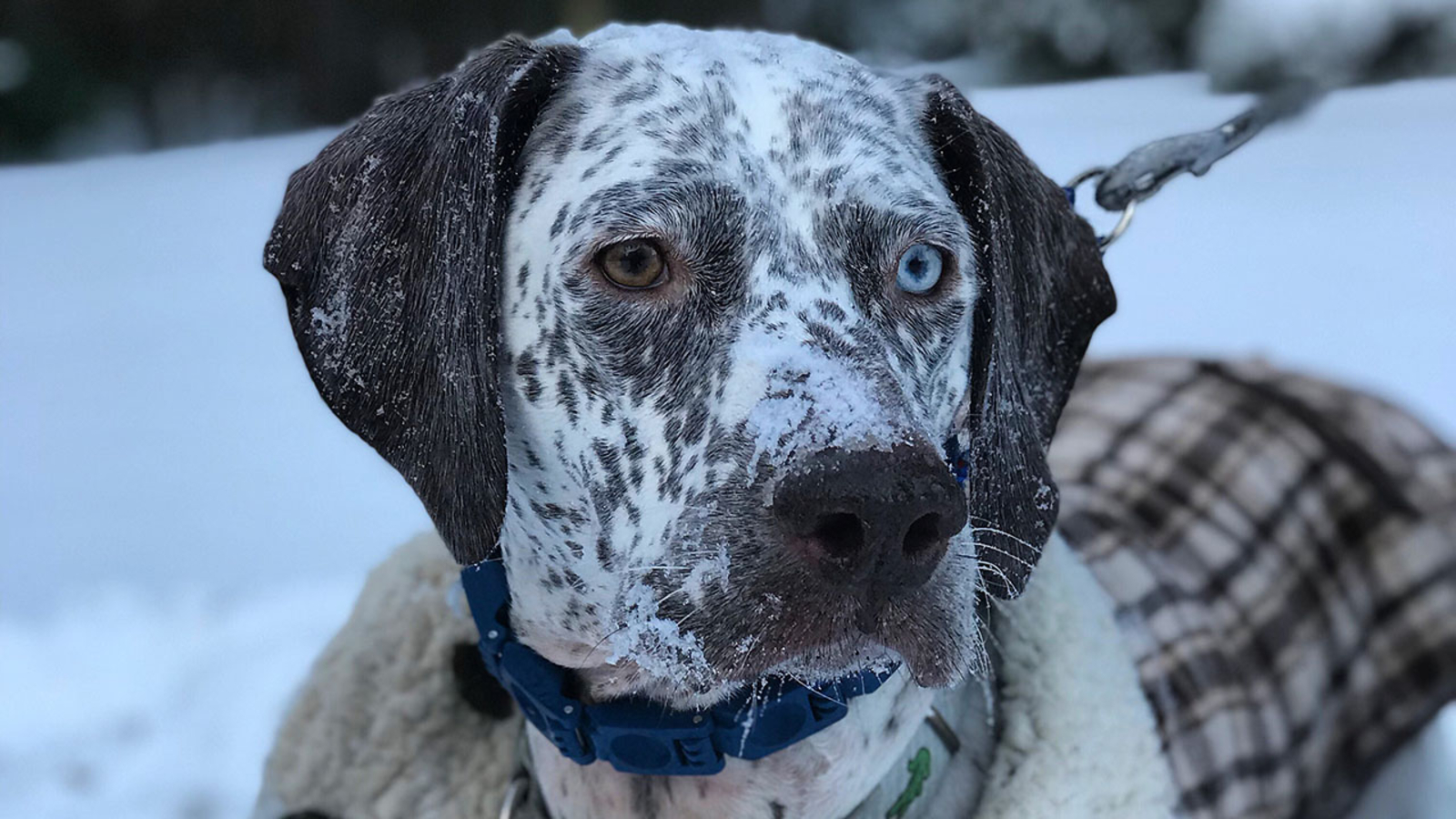 PHOTOS Snow dogs enjoying the first snowfall of the season ABC11