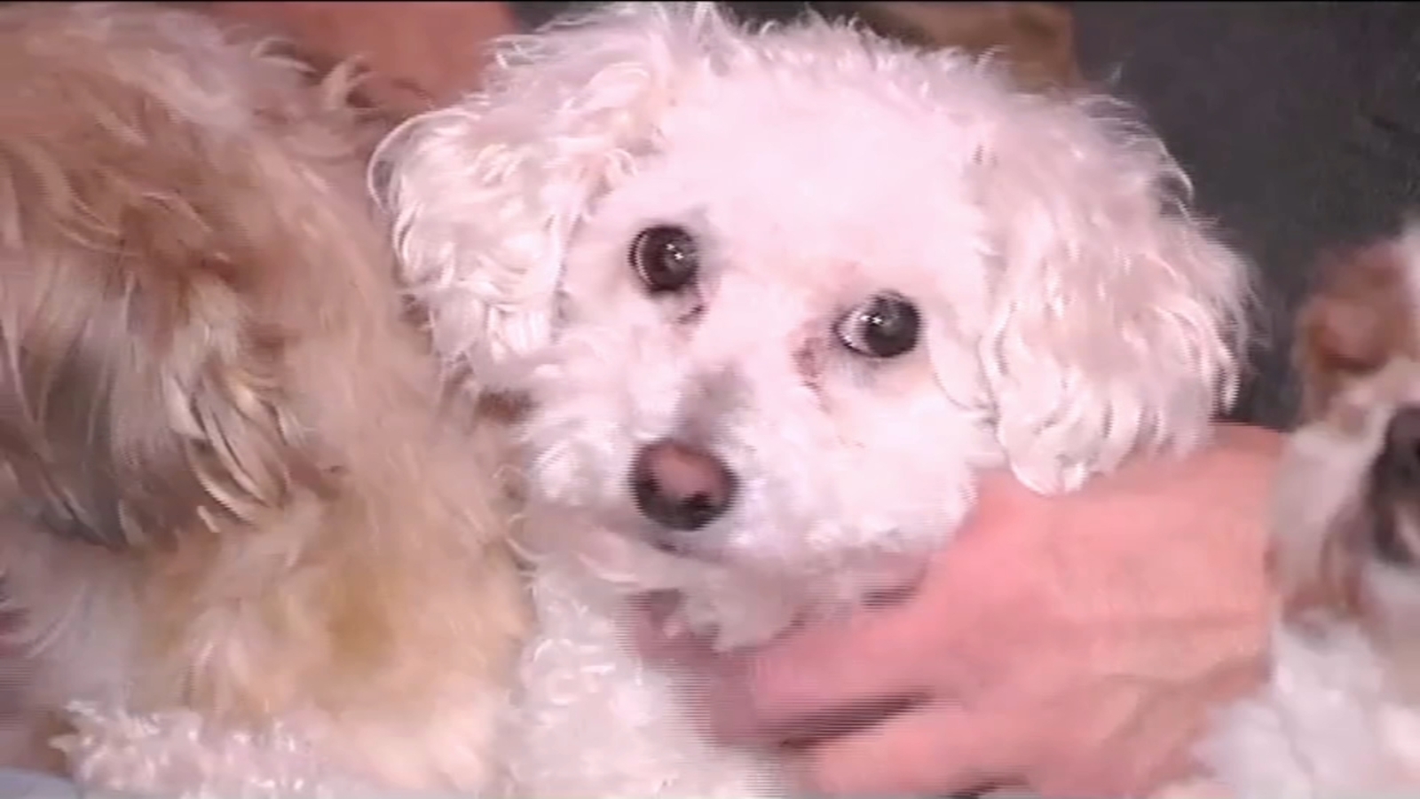 Little dog recovering after being snatched by eagle in Pa. ABC30 Fresno(01)