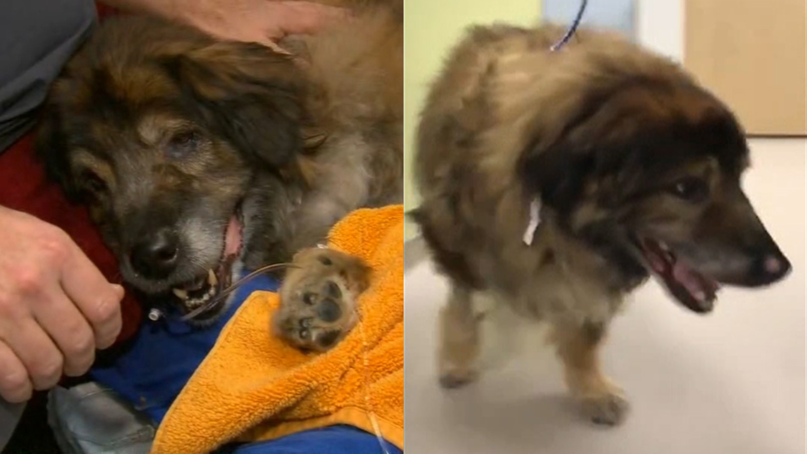 Abused dog found in trash bag in Brooklyn heads to pre-adoption home ...