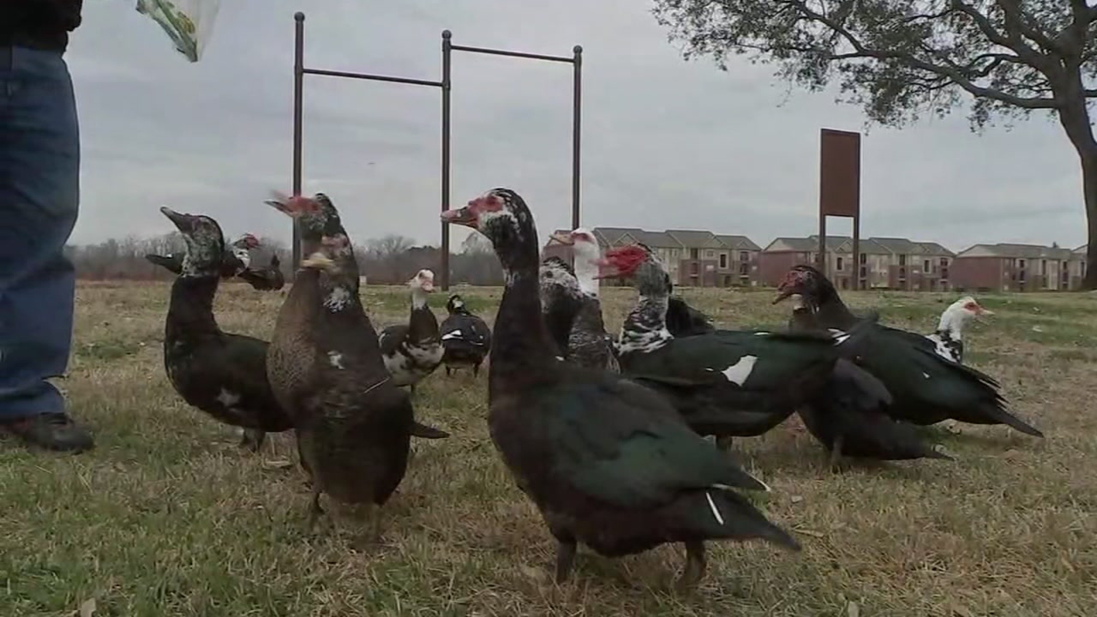 Police searching for person responsible for shooting ducks with arrows