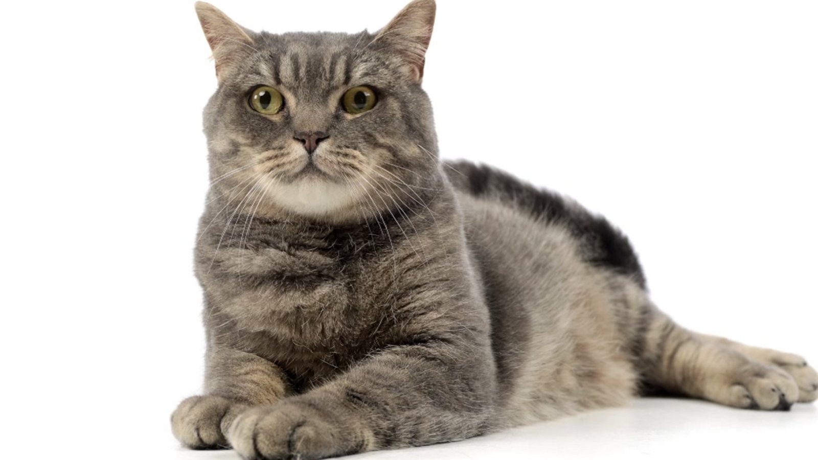 Feline purrfect? Houston Charity Cat Show set for this weekend ABC13