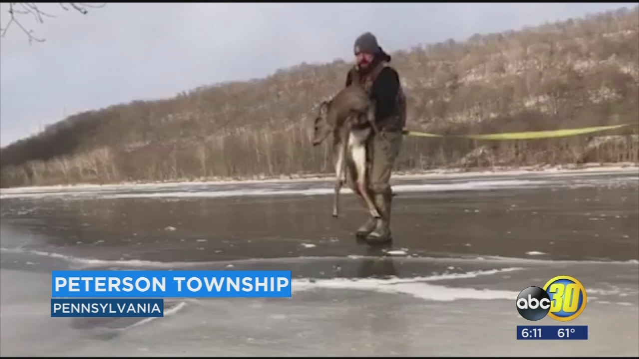Father and son rescue deer stuck on frozen pond