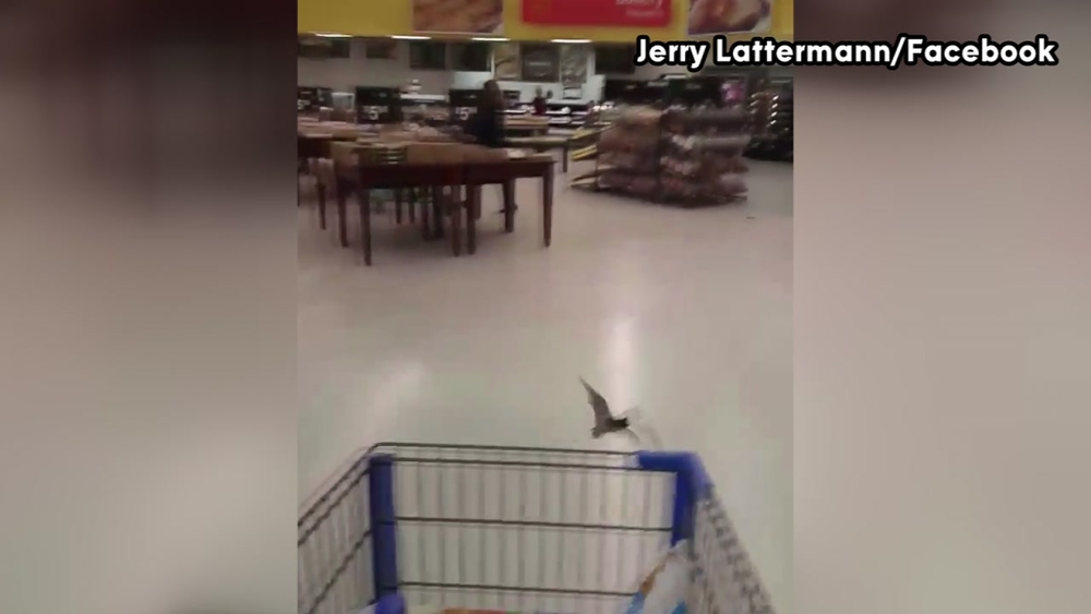 Bats swoop between people shopping for meat at Alvin Walmart