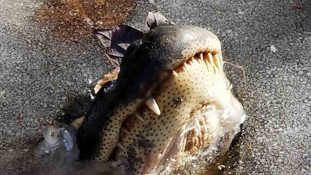 Alligators poke nose through ice to survive