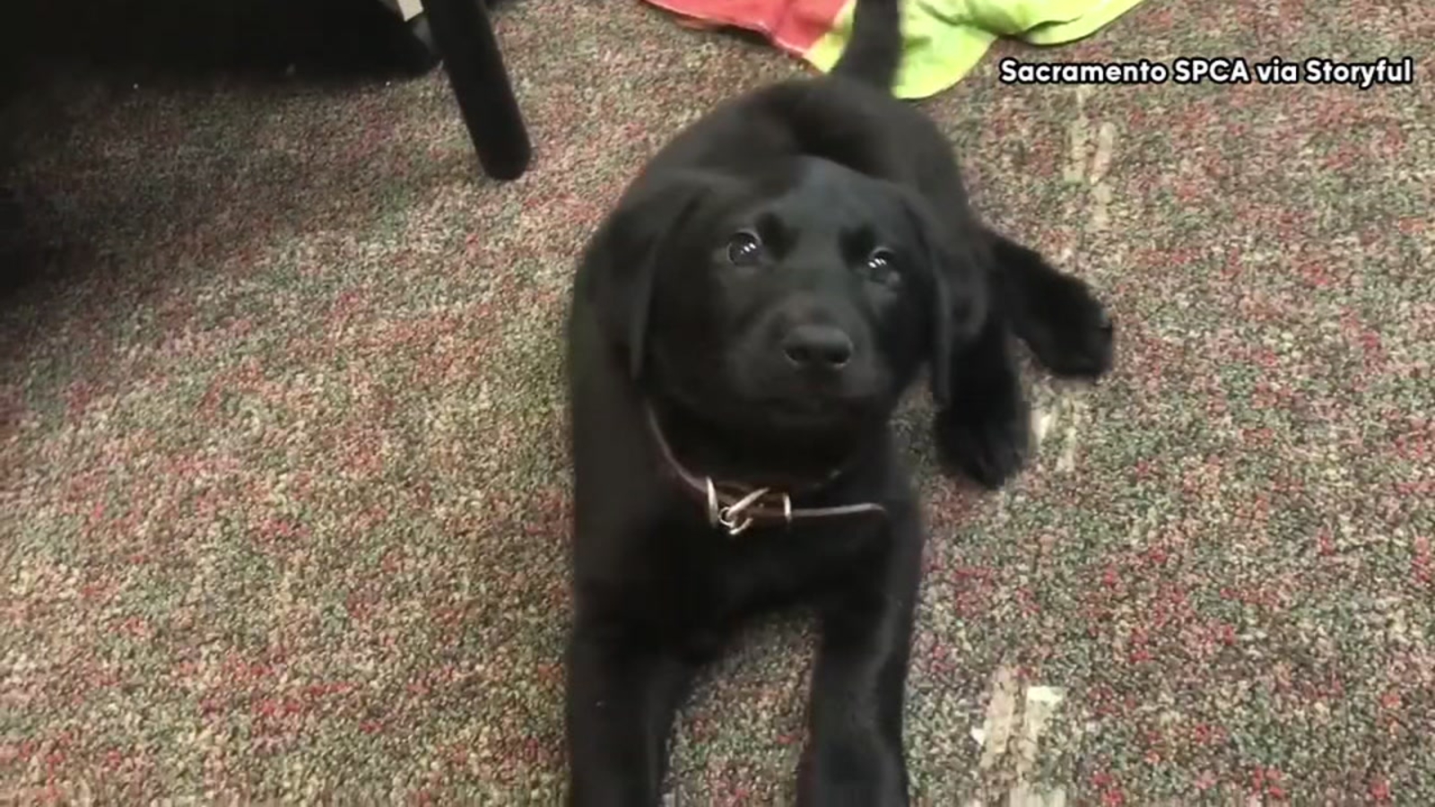 Puppy born with swimmer syndrome learns to walk - ABC13 Houston