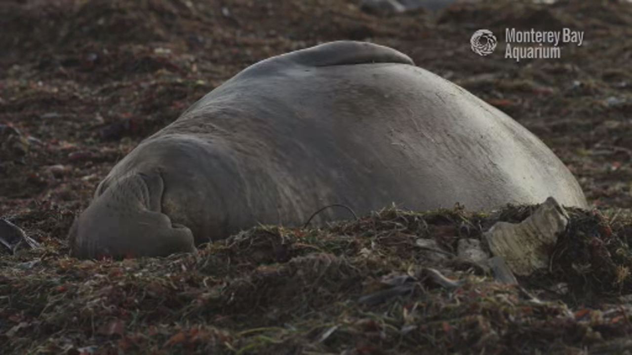 This snoring seal is the 30 seconds of calm your day needs
