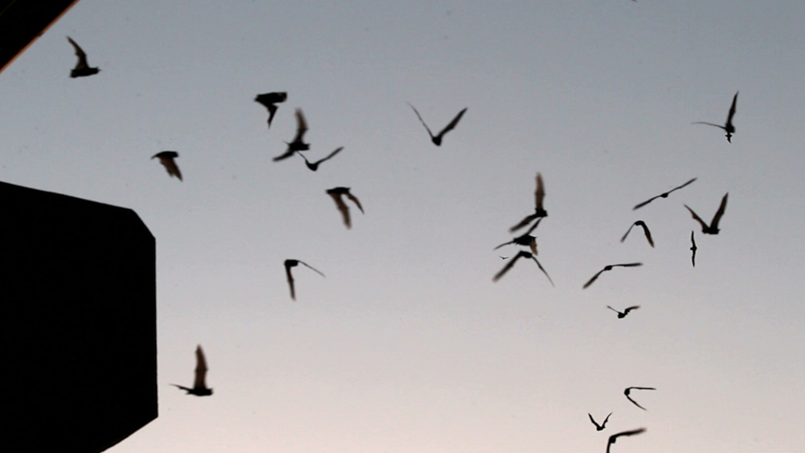 What to know about Houston's bats ABC13 Houston