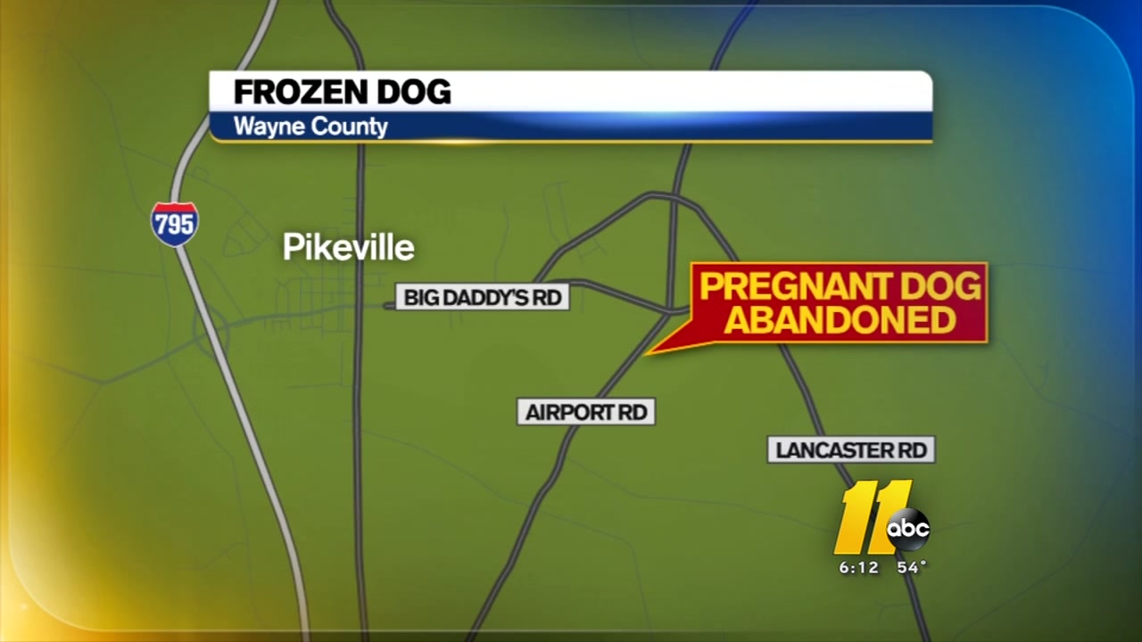 Pregnant dog froze to death after abandoned in Pikeville
