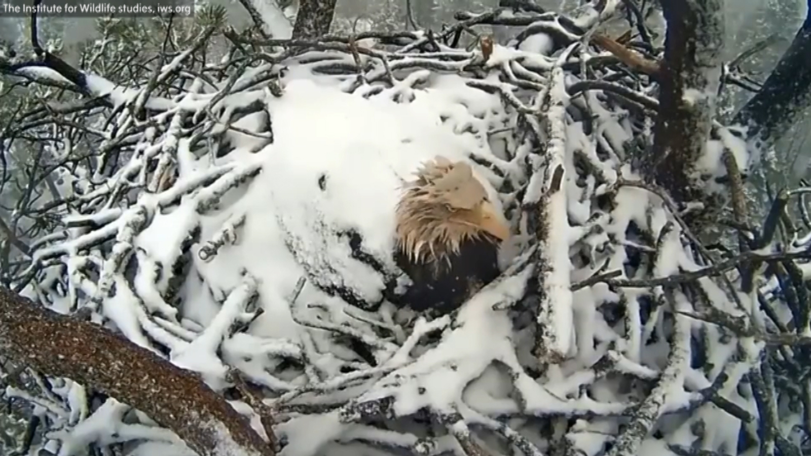 VIDEO: Bald eagle protects her eggs from snow and frigid cold - ABC13