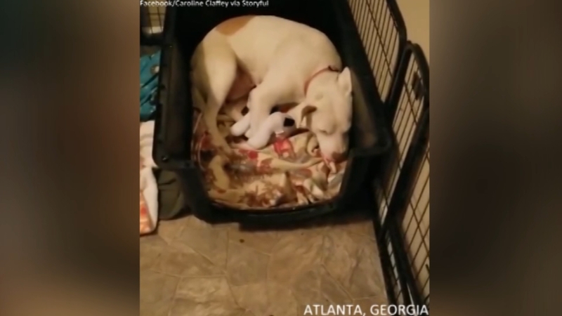 Dog Finds Solace In Stuffed Toys After Loss Of Puppies Abc7news Com