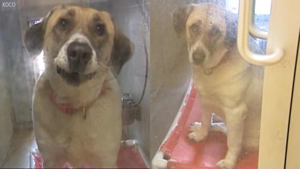 Dog trekked 20 miles twice to find her old family