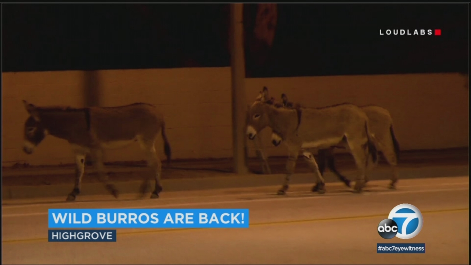 Wild donkeys invade Highgrove intersection ABC7 Los Angeles