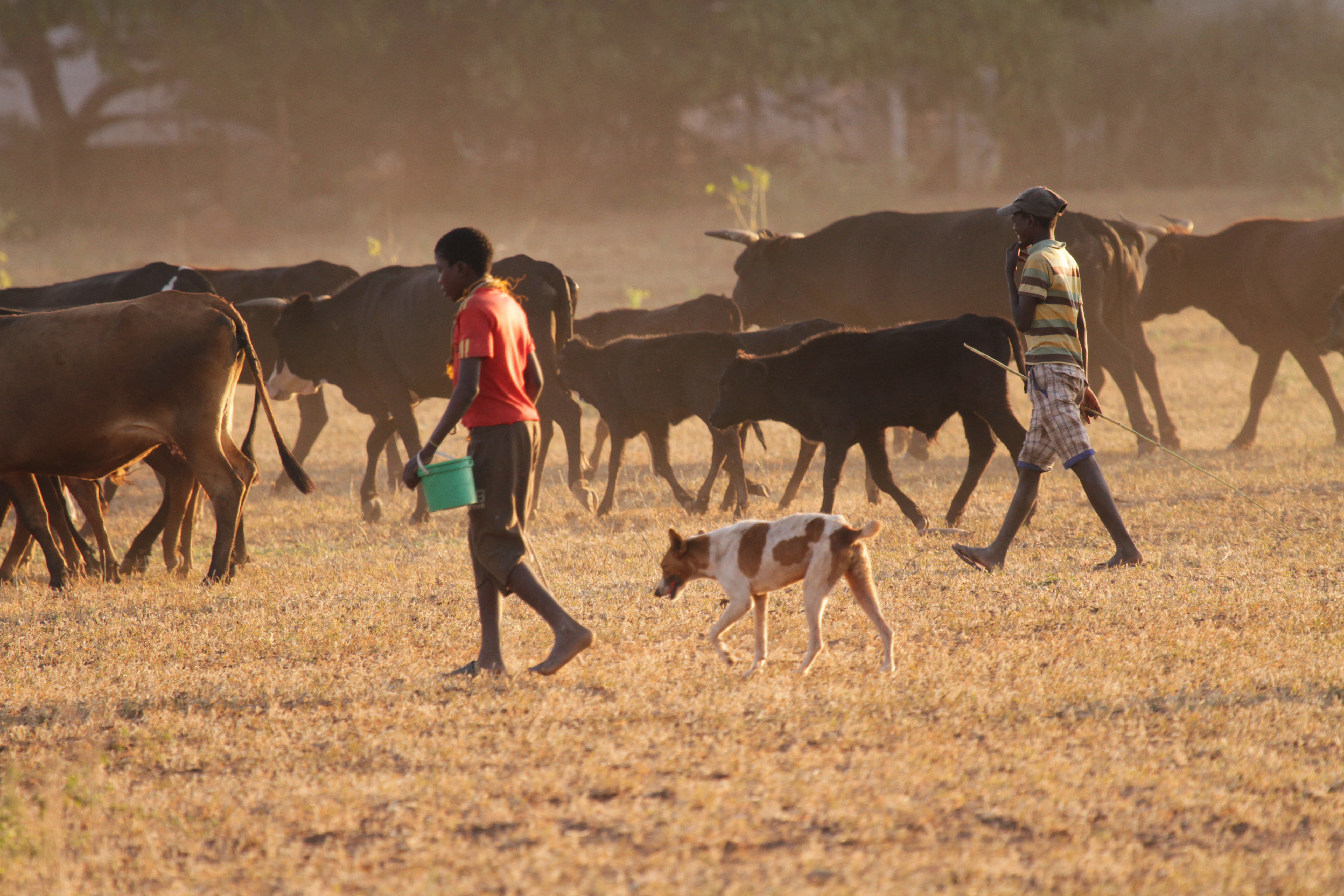 Two boys and their dog herd cattle in Chipinge, Zimbabwe.