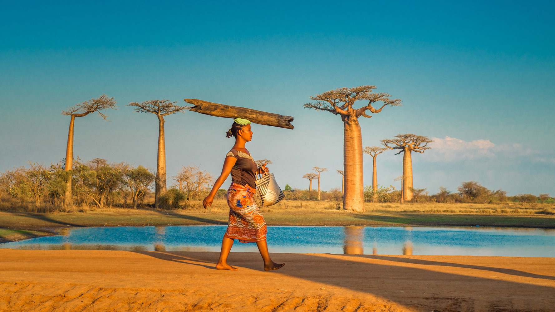 A Woman carries a log on her head on Avenue of the Baobabs, Madagascar.