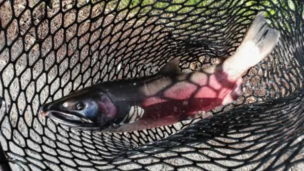Coho salmon return home to spawn -- by truck 