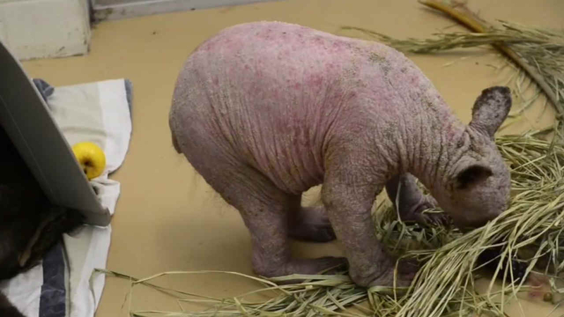 Bear Cub Found In Butte County Dumpster With No Fur Responding Well To Treatment Abc7 San Francisco