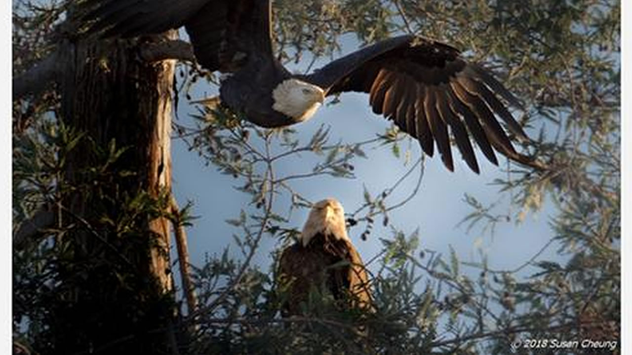 Bald eagles make majestic return to Milpitas elementary school