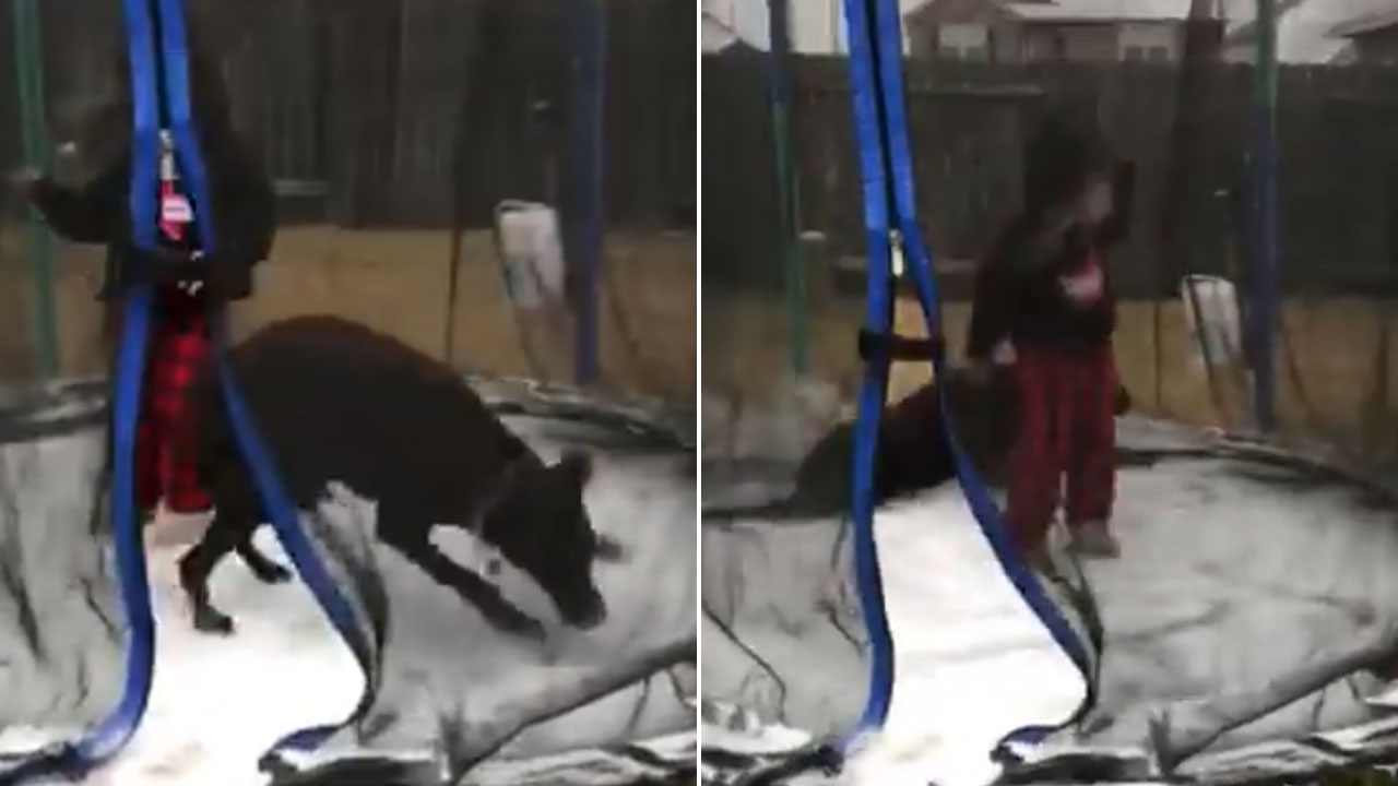 'Our dog loves this ice' Texas pooch slips around on frozen trampoline