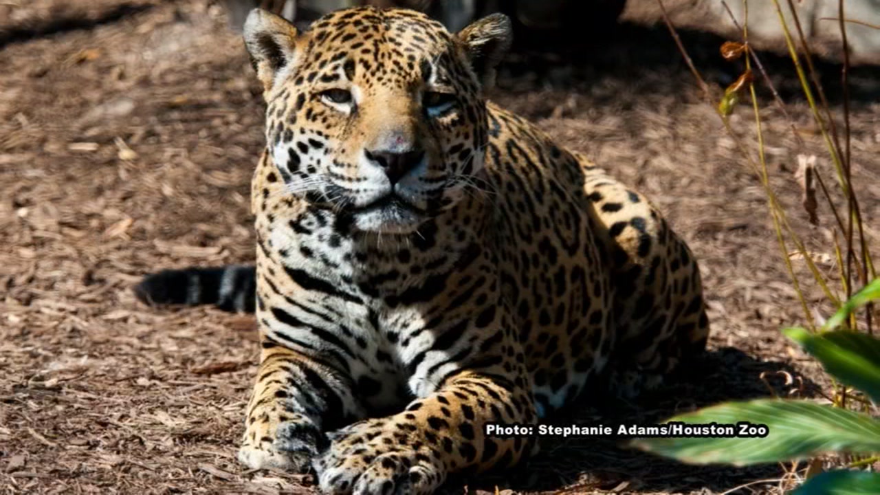 Jaguar at Houston Zoo, euthanized