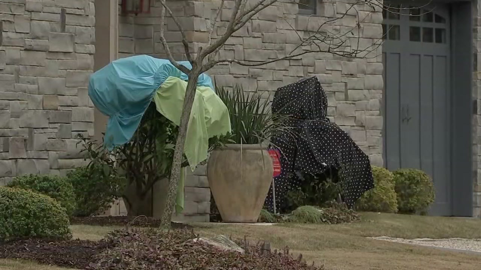 Your plants took on the brutal freeze Here's what to do next ABC13