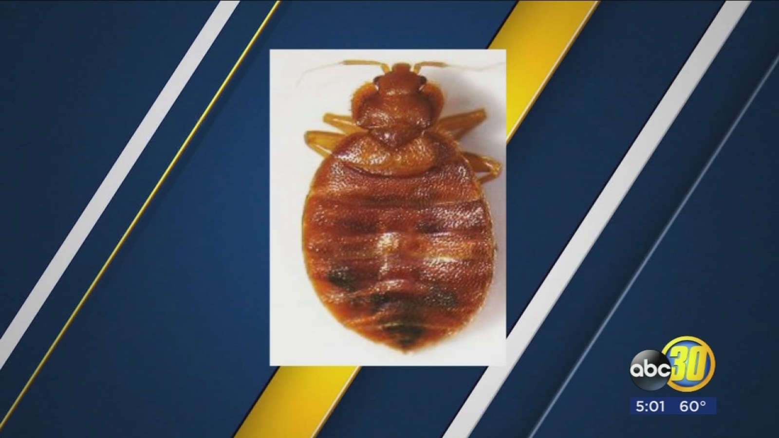 Bed bugs found at hospital's emergency room in California ABC13 Houston